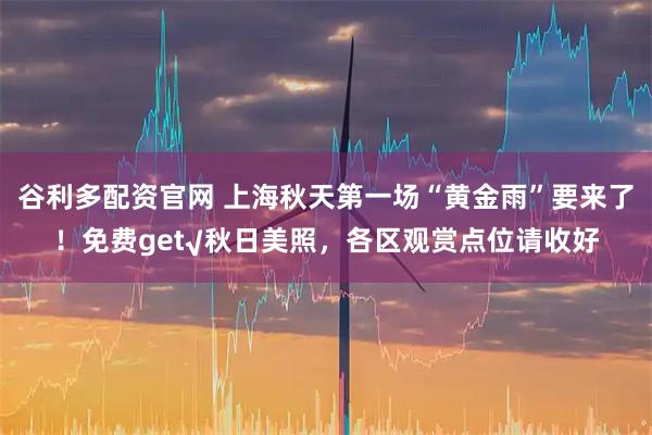 谷利多配资官网 上海秋天第一场“黄金雨”要来了！免费get√秋日美照，各区观赏点位请收好